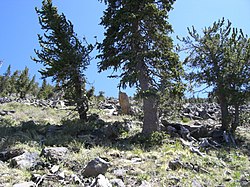 Pinus aristata, Humphreys Peak, Arizona