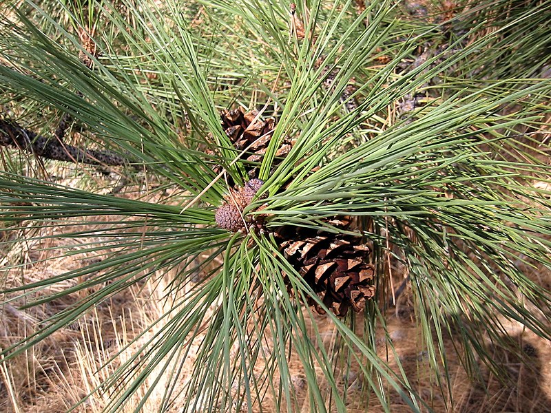 File:Pinus ponderosa 8124.jpg