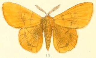 <i>Crinocraspeda</i> Genus of moths