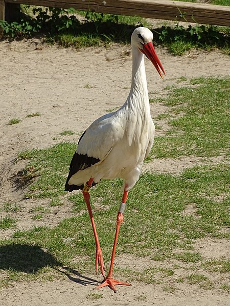 File:Planckendael White stork 16.jpg