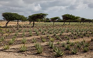 Aruba: Historia, Geografia y medio ambiente, Economia