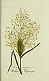 Plantarum indigenarum et exoticarum icones ad vivum coloratae, oder, Sammlung nach der Natur gemalter Abbildungen inn- und ausländlischer Pflanzen, für Liebhaber und Beflissene der Botanik (15904341347).jpg