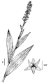 Platanthera aquilonis NRCS-003.png