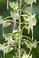 Platanthera orbiculata var. macrophylla