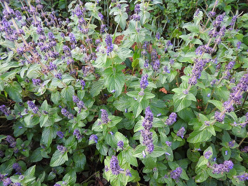 File:Plectranthus barbatus var.grandis-3-badulla road-nuwara eliya-Sri Lanka.jpg