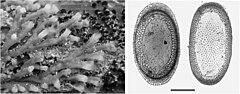 Description de l'image Plumatella casmiana (10.3897-zookeys.774.21769) Figure 6.jpg.