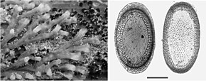 Resim açıklaması Plumatella casmiana (10.3897-zookeys.774.21769) Şekil 6.jpg.