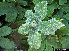 Podosphaera macularis sur du houblon.