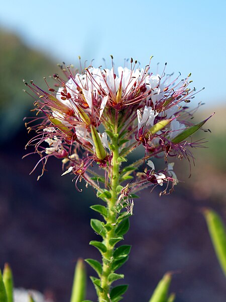 Polanisia dodecandra