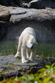 (polar bear) - Wikipedia