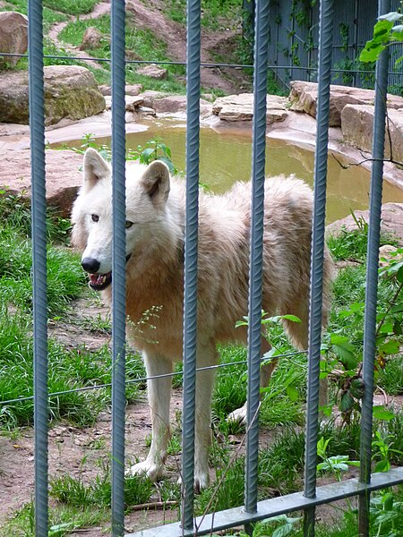 File:Polarwolf.JPG