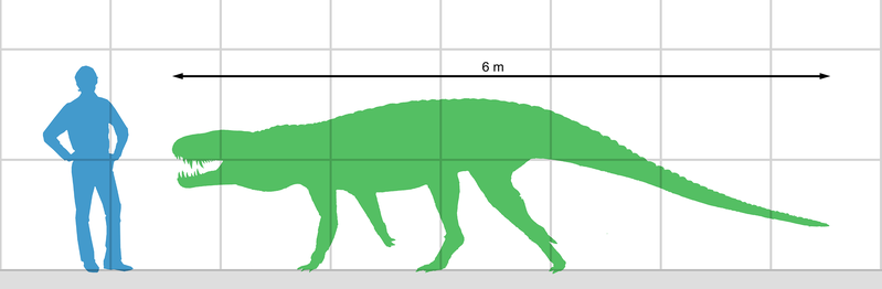 File:Polonosuchus size.png