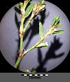 Polygonum aviculare subsp. depressum (s. lat.)