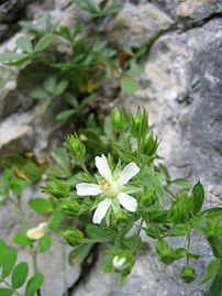 Potentilla nebo Cinquefoglie