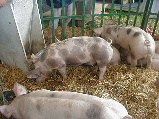 <span class="mw-page-title-main">Piétrain</span> Belgian breed of domestic pig