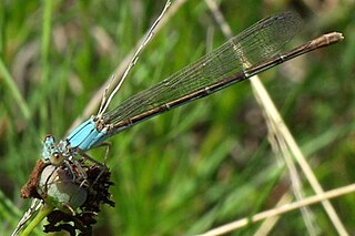 <span class="mw-page-title-main">Powdered dancer</span> Species of damselfly