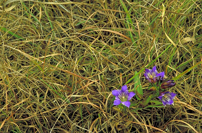 File:Prairie gentian solidago nemoralis purple blossoms growing in curly grass.jpg