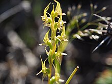 Prasophylum gracile flowers.jpg