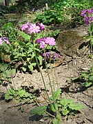 Primula cortusoides