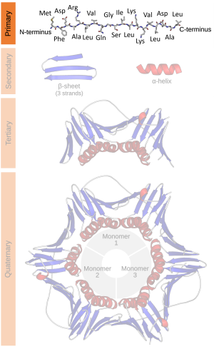 Protein structure (1)-en.svg