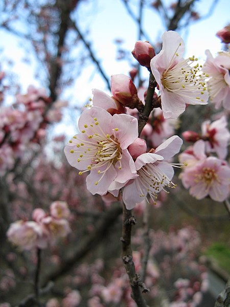 File:Prunus mume Koutoji1.jpg