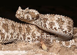 This viper hunts birds with its spider-shaped tail lure, Predator vs Prey