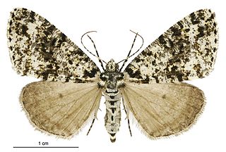 <i>Pseudocoremia monacha</i> Species of moth endemic to New Zealand