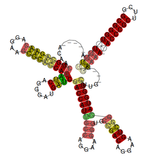 RsmX gene