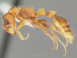 Pseudomyrmex cretus