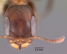 Голова Pseudomyrmex ejectus casent0102683 1.jpg