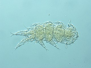 <i>Pseudostygarctus</i> Genus of tardigrades