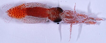 Psychroteuthis glacialis (Psychroteuthidae, larve)