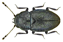 Ptenidium punctatum (Ptiliidae) Ptenidium punctatum (Gyllenhal, 1827).png