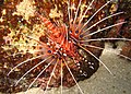 Spotfin Lionfish