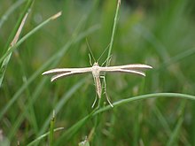 Pterophorus innotatalis Pterophorus innotatalis 171625180.jpg