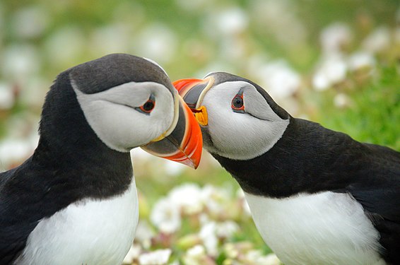 Puffins courting on Skomer Island by Naff14