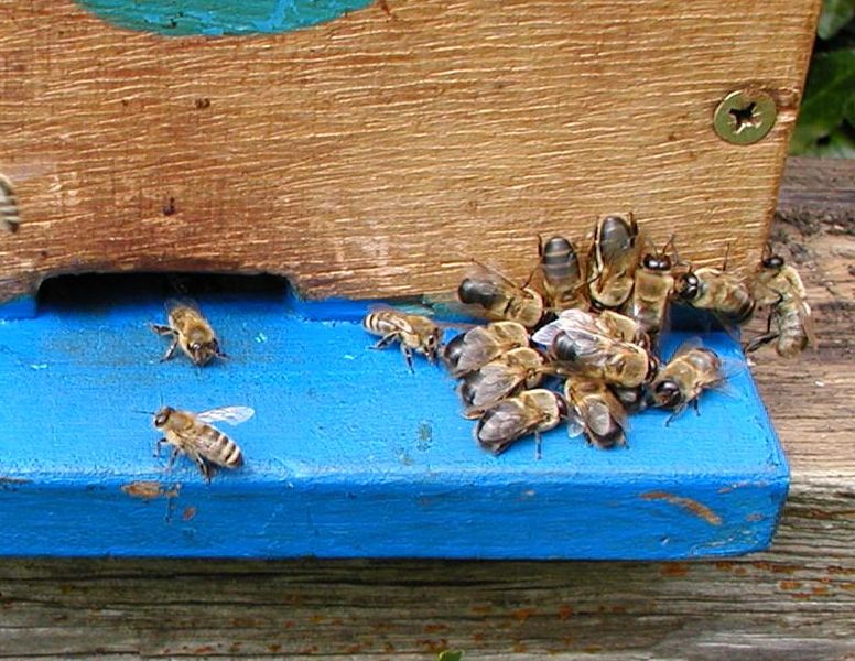 File:Pushed Away Drone Bees.jpg