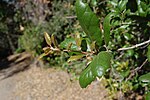 Thumbnail for File:Quercus agrifolia-7.jpg