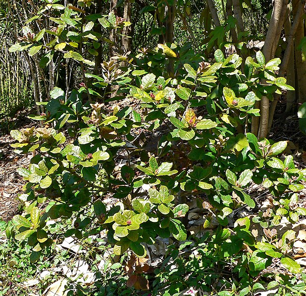 File:Quercus costaricensis 1.jpg