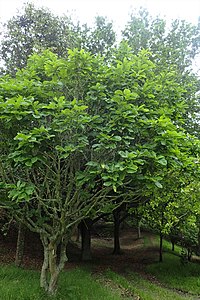 Quercus Pontica: Descrizione, Note, Voci correlate