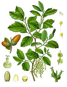 Illustration from Kohler's Medicinal Plants, 1887 Quercus suber - Kohler-s Medizinal-Pflanzen-254.jpg