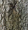 Quercus virginiana bark 2 LR.jpg