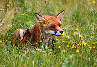 A wild red fox Rod raev (Vulpes vulpes) scratching.jpg