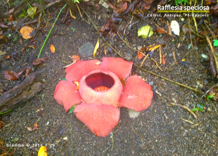 Fail:Rafflesia in Culasi, Antique, Philippines.png