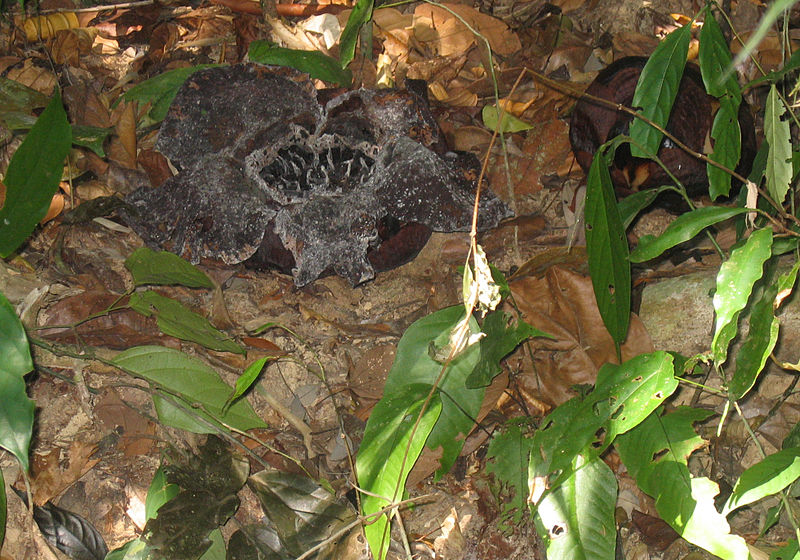 File:Rafflesia kerrii Meijer 4.jpg