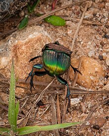 Rainbow Scarab Dung Beetle - 51048837398.jpg