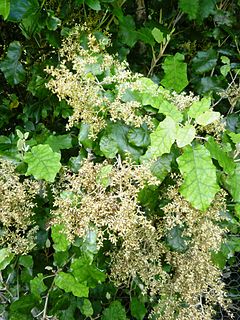 <i>Brachyglottis repanda</i> species of plant