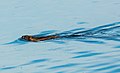 Eine schwimmende Bisamratte in Alaska