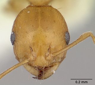 <i>Recurvidris browni</i> Species of ant