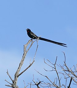 Red-collared Widowbird (Euplectes ardens) male - Flickr - berniedup.jpg